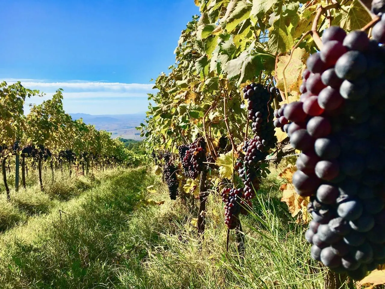 Bauernhof Valdonica Winery Fine Dine & Wine Hotel Sassofortino
